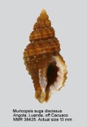 Muricopsis suga discissus